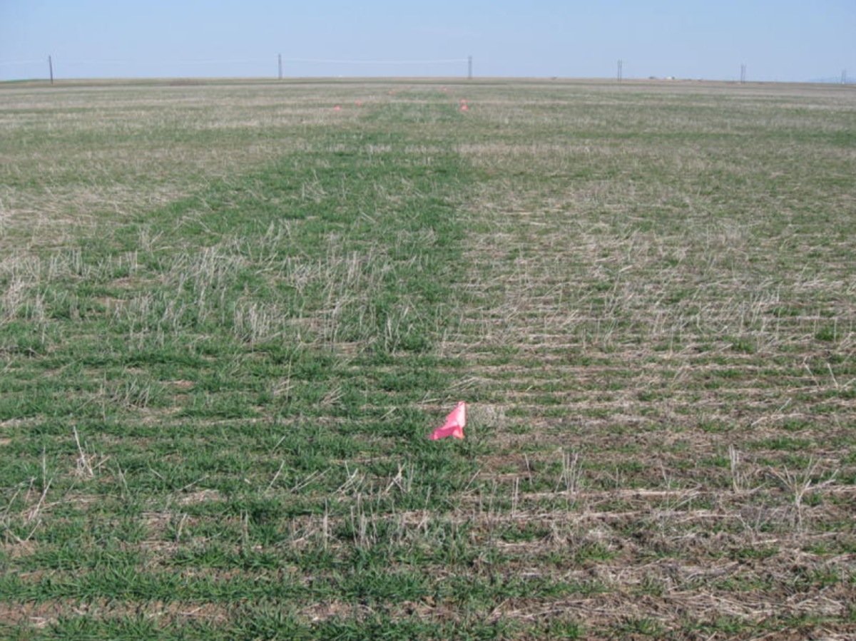 Una reference strip realizzata su grano seminato su sodo